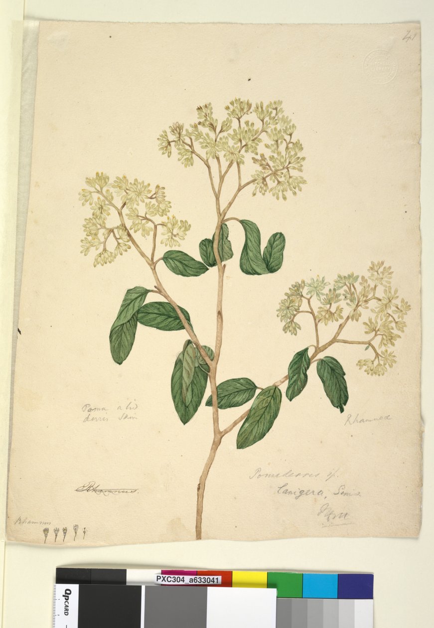Strona 41. Pomaderris lanigera, c.1803-06 (toaleta, długopis, atrament i ołówek) autorstwa John William Lewin