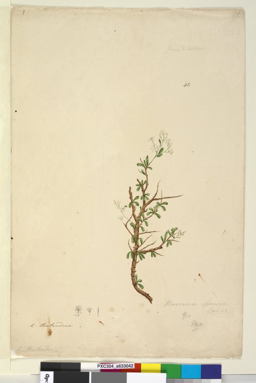 Strona 42. Bursaria spinosa, c.1803-06 (toaleta, długopis, atrament i ołówek) autorstwa John William Lewin