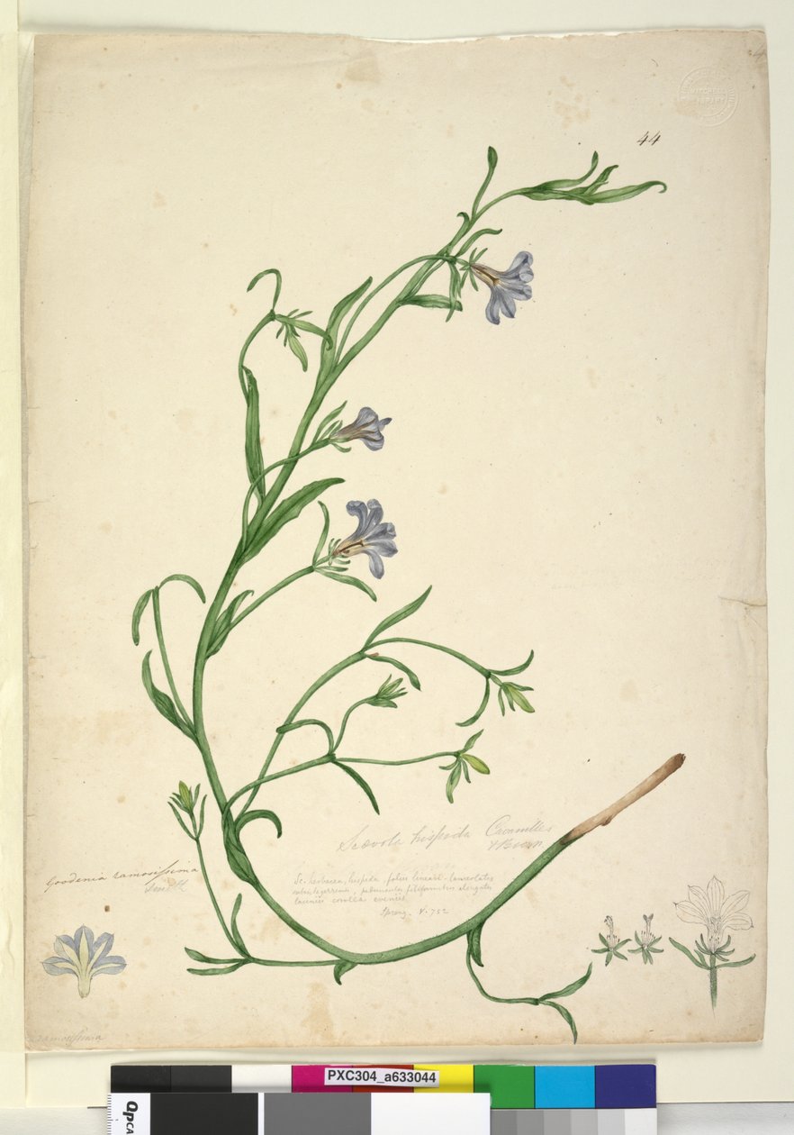 Strona 44. Goodenia ramosissima, c.1803-06 (toaleta, długopis, atrament i ołówek) autorstwa John William Lewin