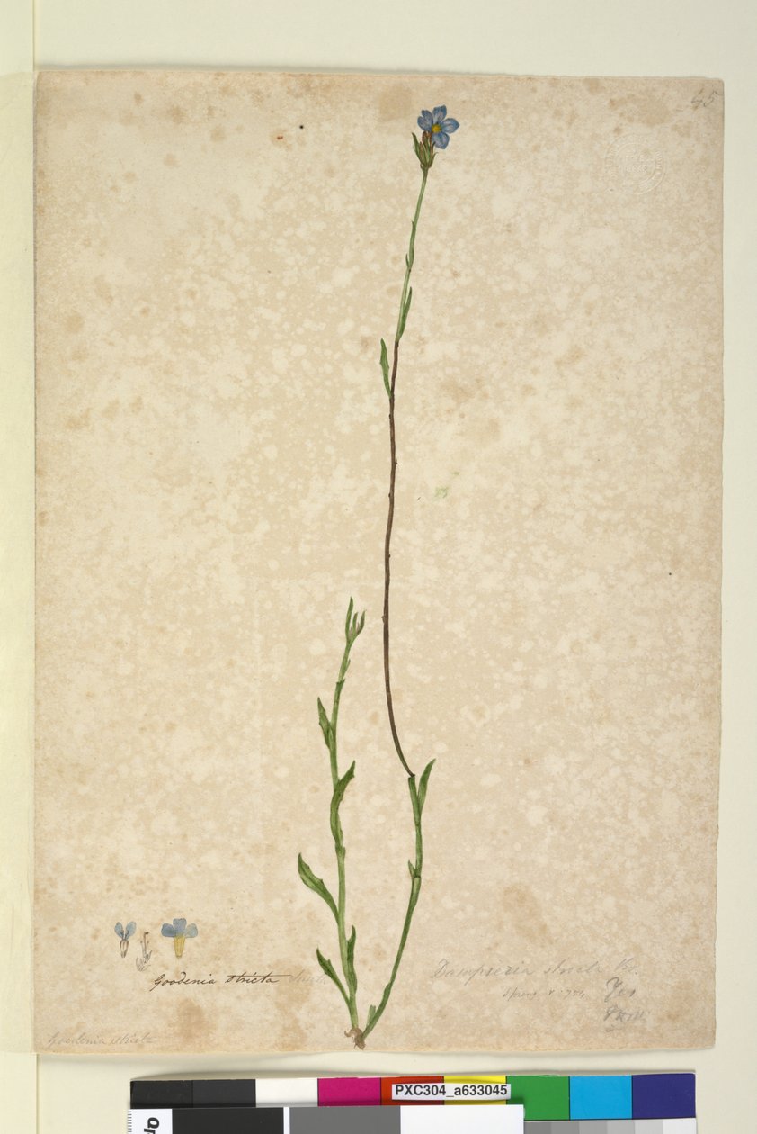 Strona 45. Dampiera ścisła, ok. 1803-06 (toaleta, długopis, tusz i ołówek) autorstwa John William Lewin