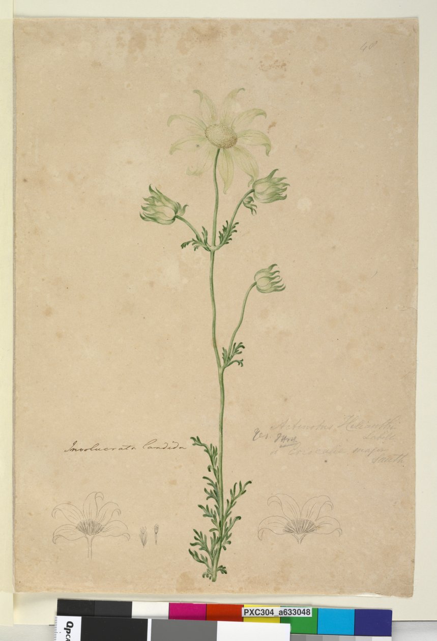 Strona 48. Actinotus Helianthi, c.1803-06 (toaleta, długopis, atrament i ołówek) autorstwa John William Lewin