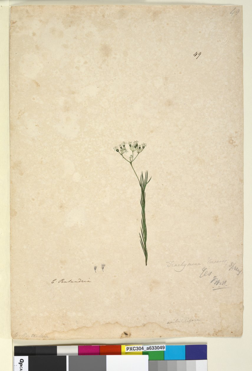 Strona 49. Trachymene linearis, c.1803-06 (toaleta, długopis, atrament i ołówek) autorstwa John William Lewin