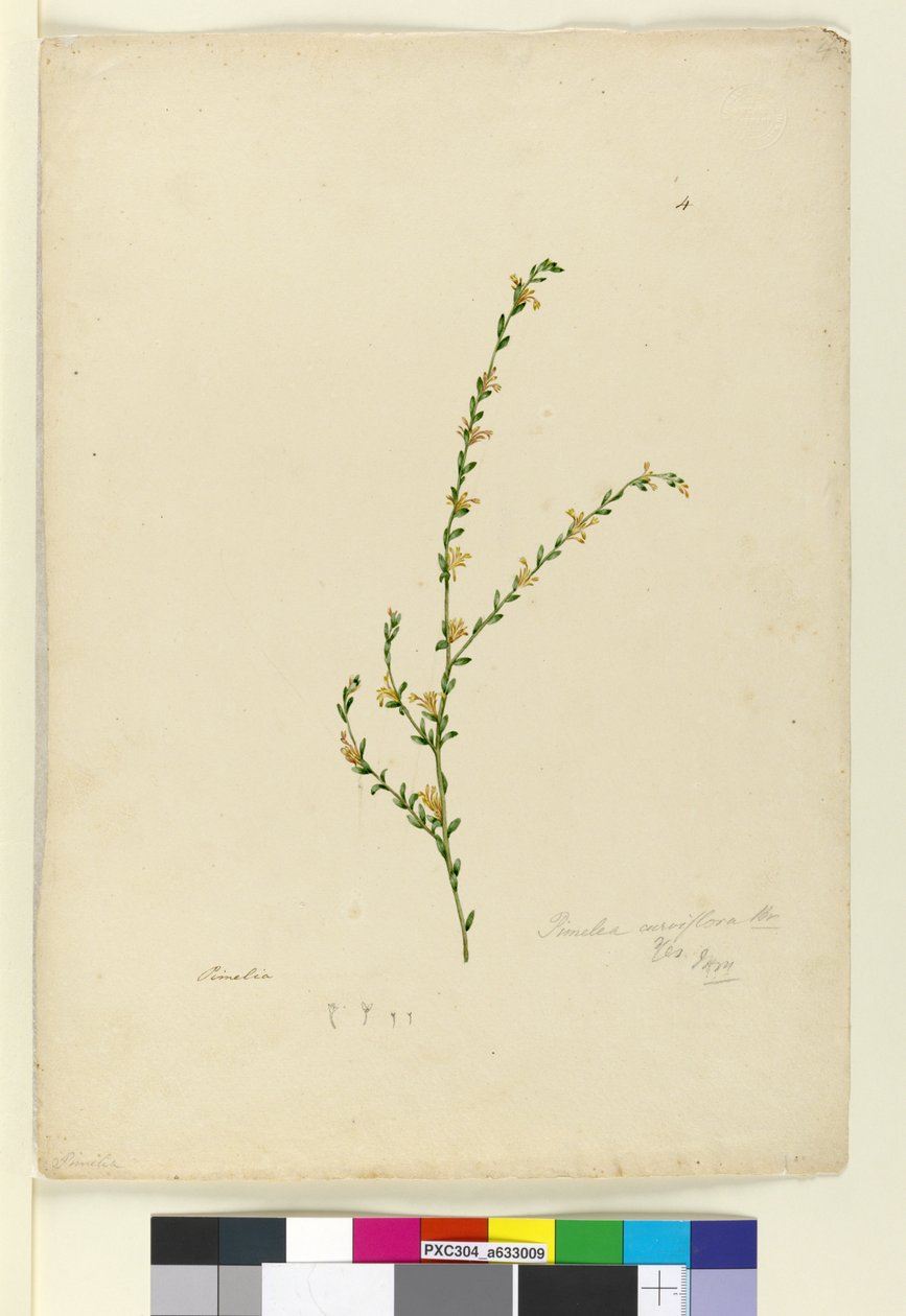 Strona 4. Pimelea curviflora, c.1803-06 (toaleta, długopis, atrament i ołówek) autorstwa John William Lewin
