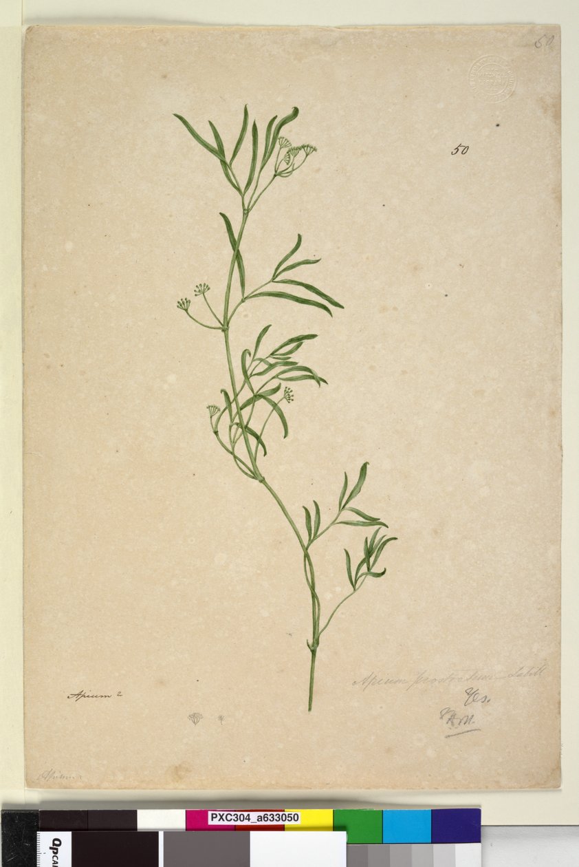 Strona 50. Apium, c.1803-06 (toaleta, długopis, atrament i ołówek) autorstwa John William Lewin