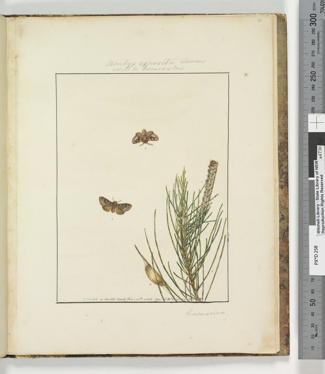 Strona 51. Talerz 13 Bombyx Exposita Lewin sprzymierzony z..., 1803-04 (odbitki akwaforty ręcznie kolorowane) autorstwa John William Lewin