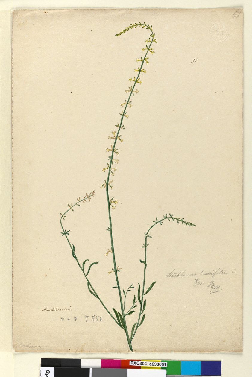 Strona 51. Stackhousia, c.1803-06 (toaleta, długopis, atrament i ołówek) autorstwa John William Lewin