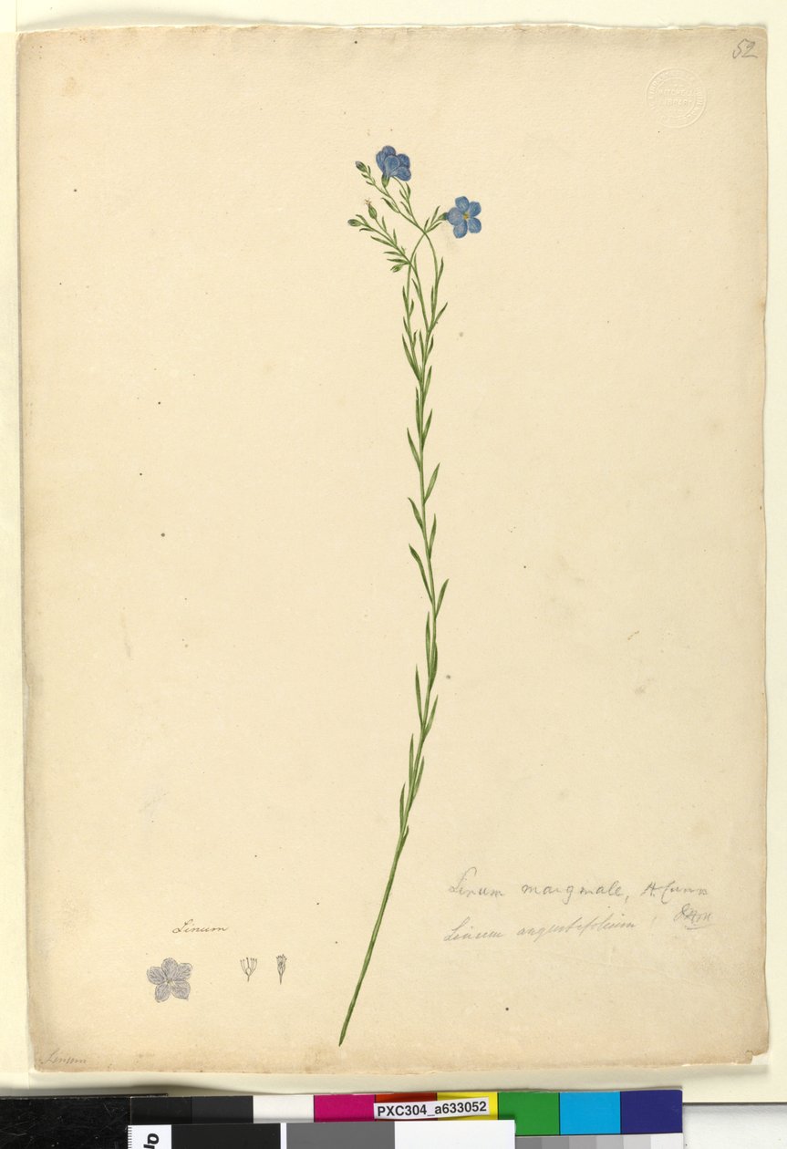 Strona 52. Linum marginale, c.1803-06 (toaleta, długopis, tusz i ołówek) autorstwa John William Lewin