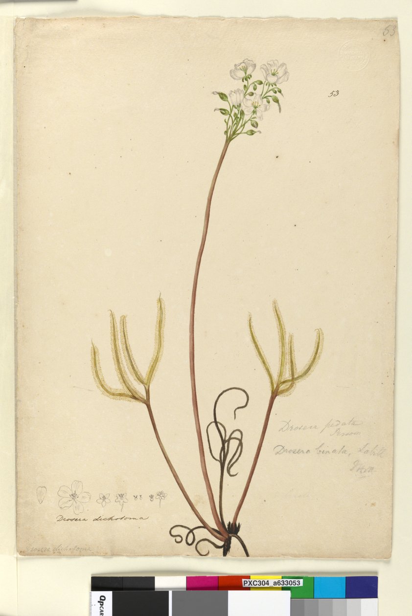 Strona 53. Drosera binata, c.1803-06 (toaleta, długopis, atrament i ołówek) autorstwa John William Lewin