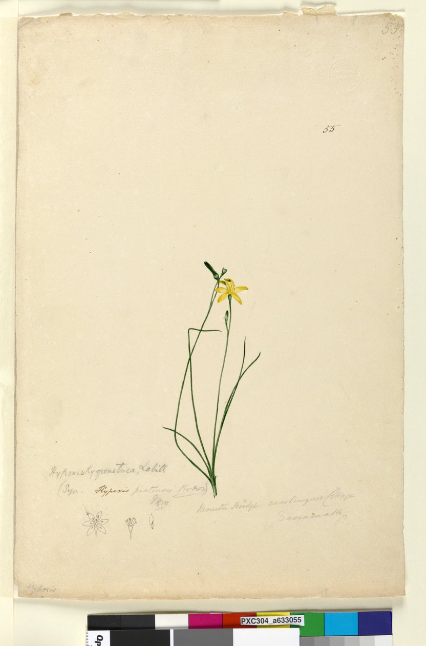 Strona 55. Hypoxis hygrometrica, c.1803-06 (toaleta, długopis, atrament i ołówek) autorstwa John William Lewin