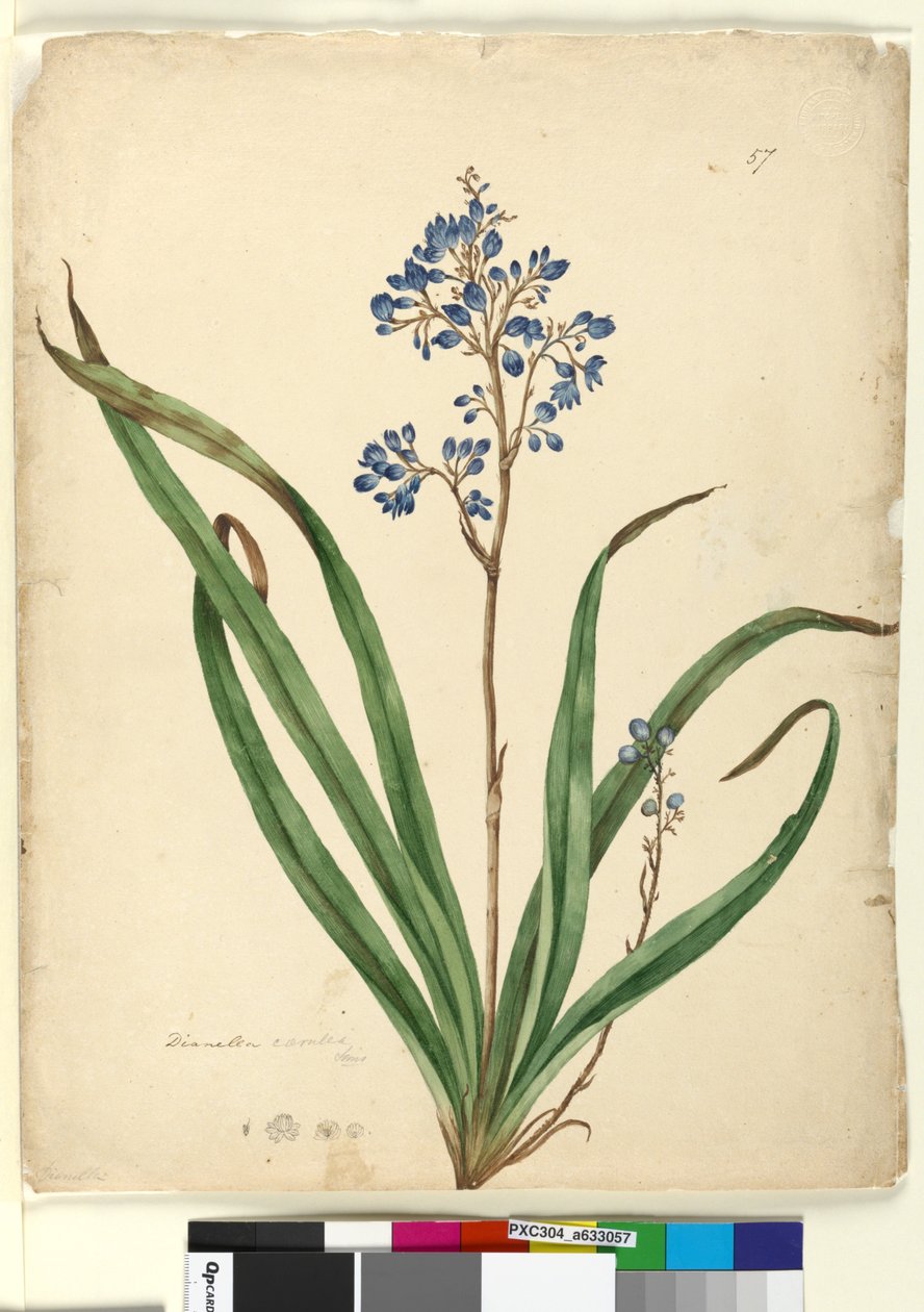 Strona 57. Dianella caerulea, c.1803-06 (toaleta, długopis, atrament i ołówek) autorstwa John William Lewin