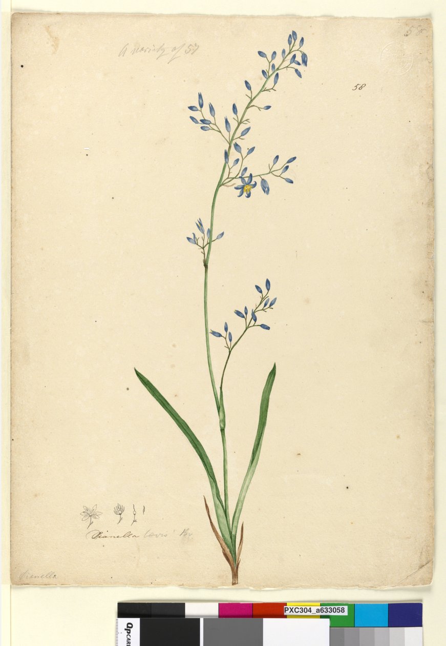 Strona 58. Dianella levis, c.1803-06 (toaleta, długopis, atrament i ołówek) autorstwa John William Lewin