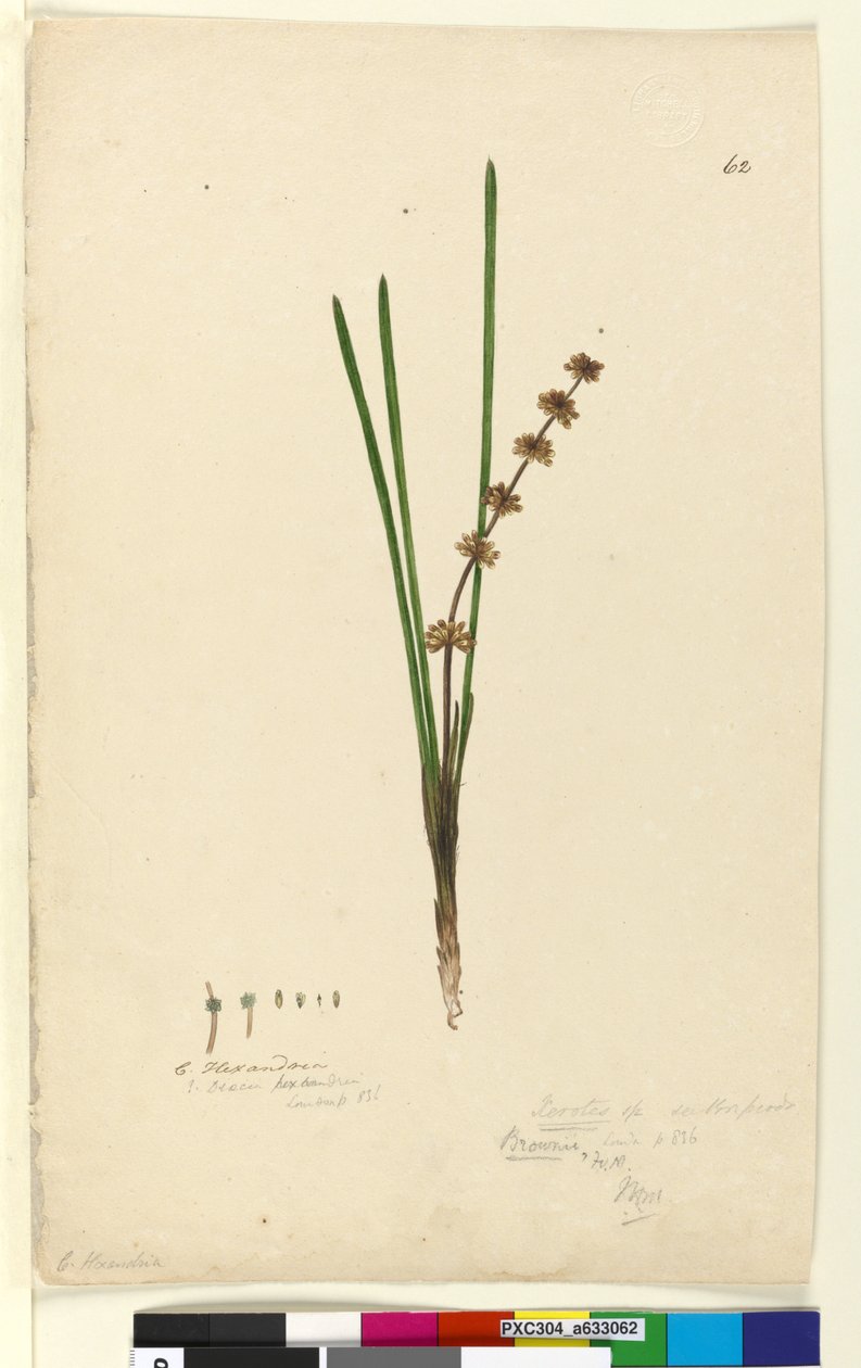 Strona 62. Xerotes Lomandra multiflora, c.1803-06 (toaleta, długopis, tusz i ołówek) autorstwa John William Lewin