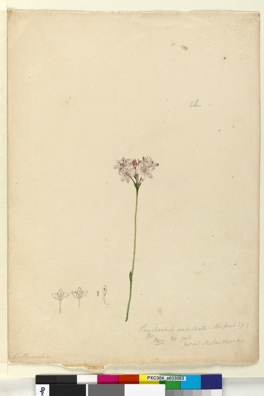Strona 63. Burchardia umbellata, c.1803-06 (toaleta, długopis, atrament i ołówek) autorstwa John William Lewin