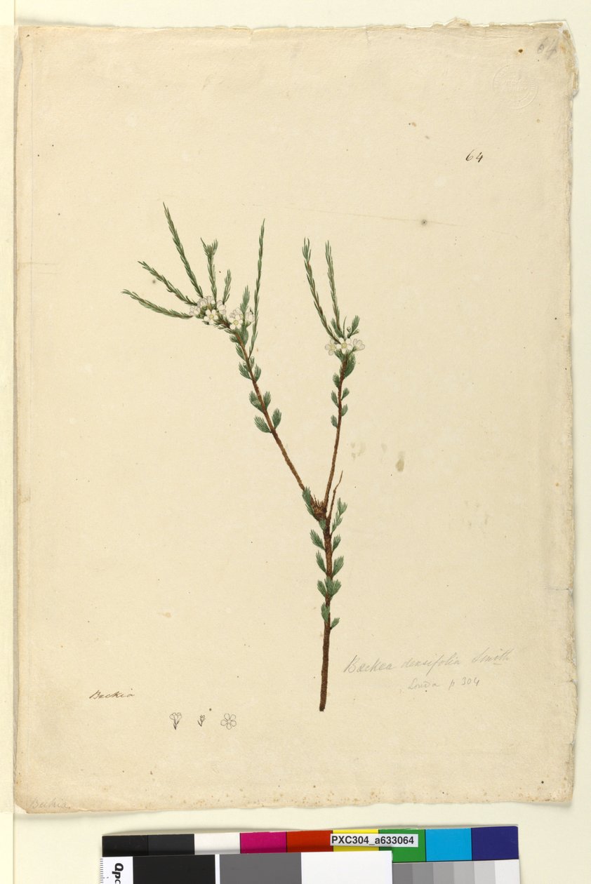Strona 64. Baeckea densifolia, c.1803-06 (toaleta, długopis, atrament i ołówek) autorstwa John William Lewin