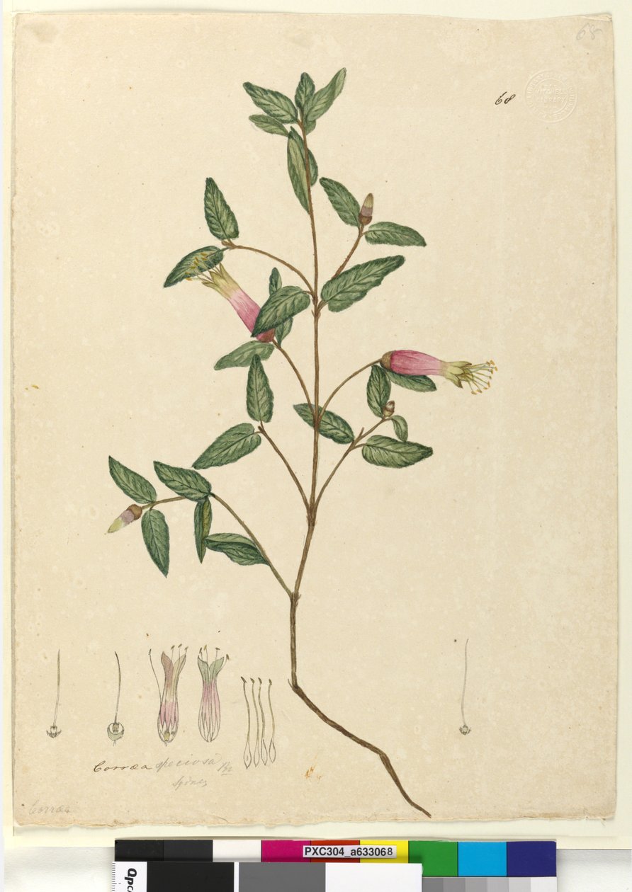 Strona 68. Correa speciosa, c.1803-06 (toaleta, długopis, atrament i ołówek) autorstwa John William Lewin