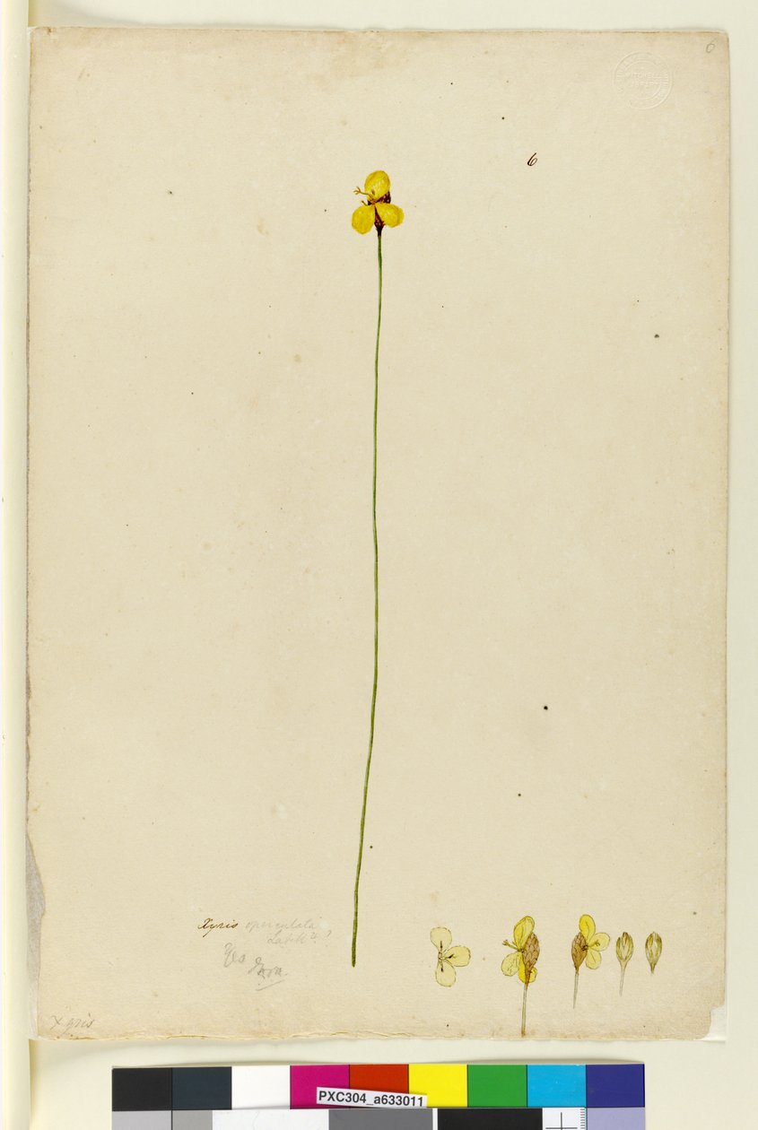 Strona 6. Xyris operculata, c.1803-06 (toaleta, długopis, atrament i ołówek) autorstwa John William Lewin
