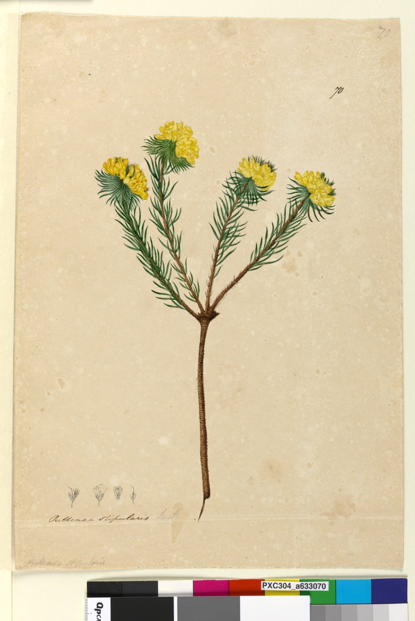 Strona 70. Pultenaea stipularis, c.1803-06 (toaleta, długopis, atrament i ołówek) autorstwa John William Lewin