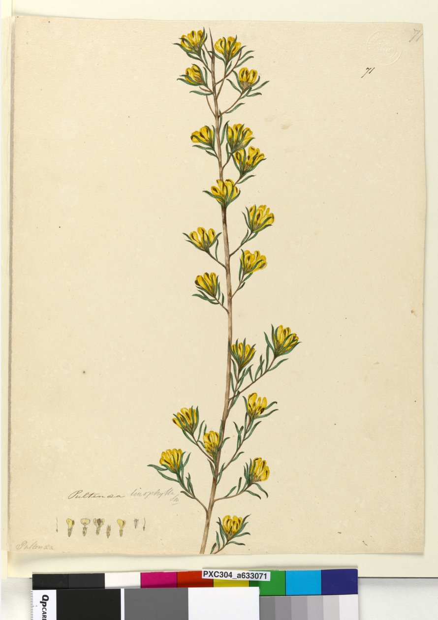 Strona 71. Pultenaea linophylla, c.1803-06 (toaleta, długopis, atrament i ołówek) autorstwa John William Lewin