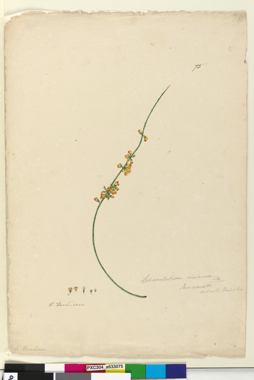 Strona 75. Sphaerolobium vimineum, c.1803-06 (toaleta, długopis, atrament i ołówek) autorstwa John William Lewin