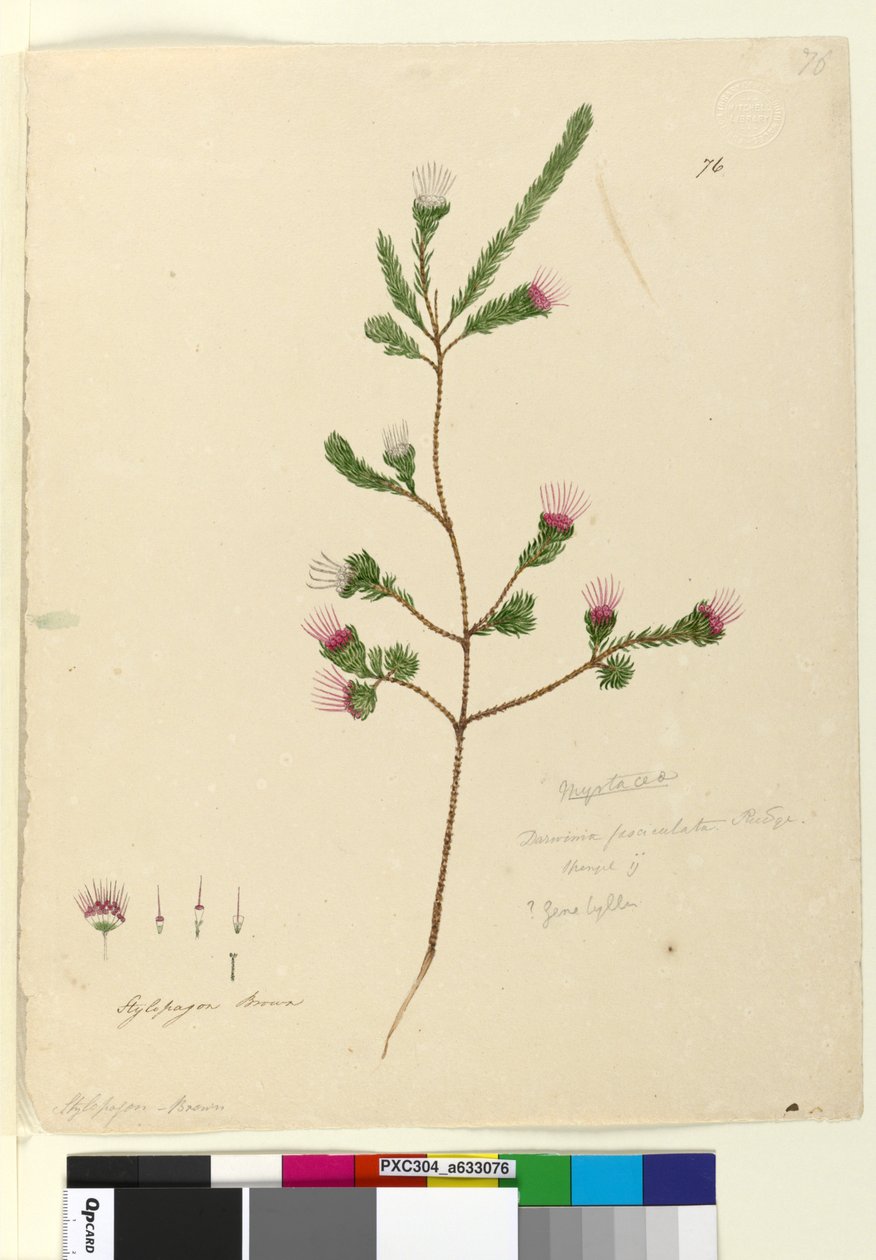 Strona 76. Darwinia fascicularis, c.1803-06 (toaleta, długopis, atrament i ołówek) autorstwa John William Lewin