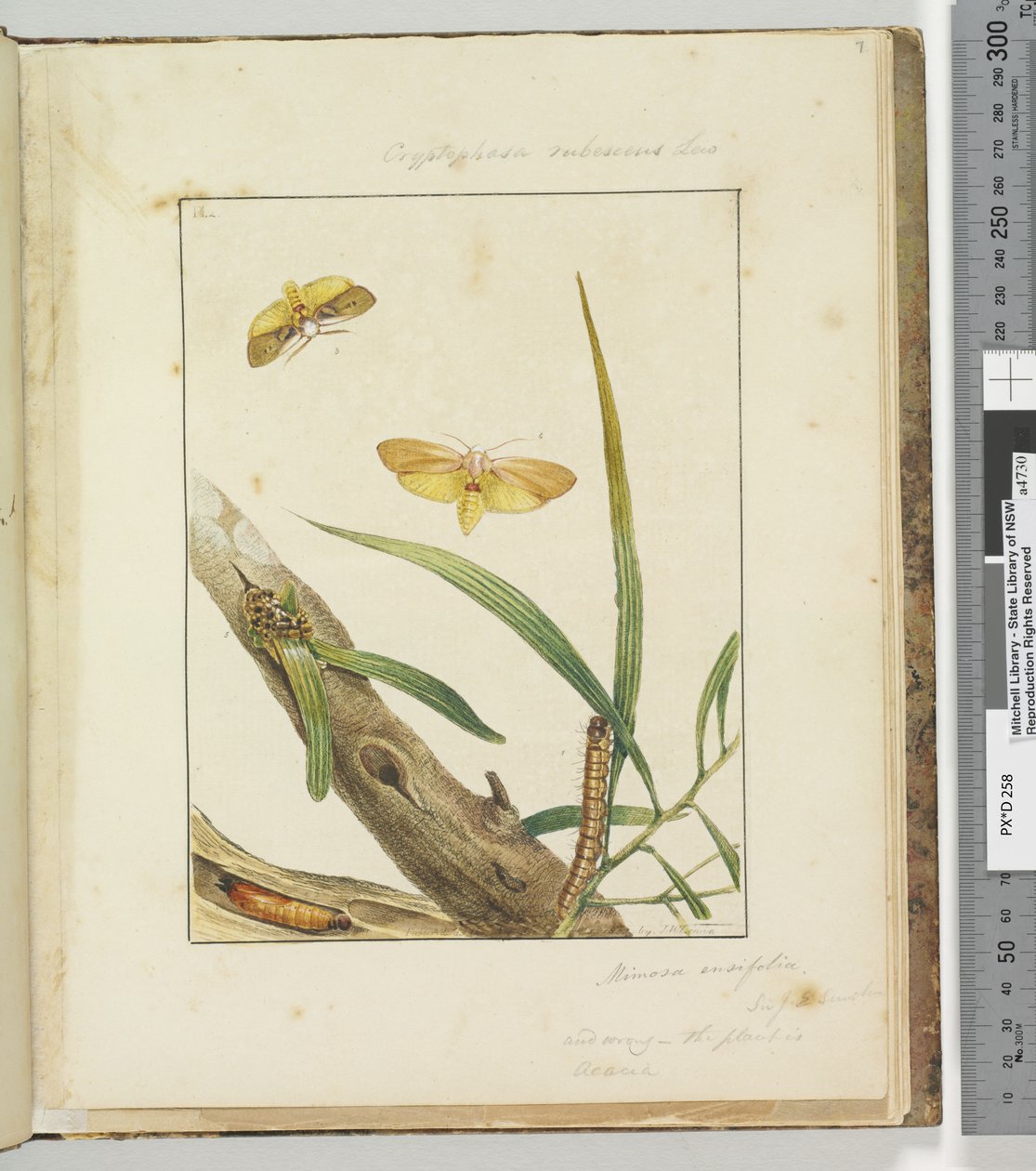 Strona 7. Pl.2 Cryptophasa Rebescens Lew, 1803-04 (ręcznie barwione akwaforty) autorstwa John William Lewin