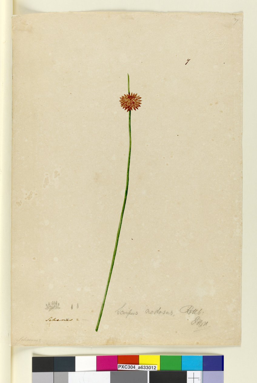 Strona 7. Scirpus nodosus, ok. 1803-06 (toaleta, długopis, atrament i ołówek) autorstwa John William Lewin