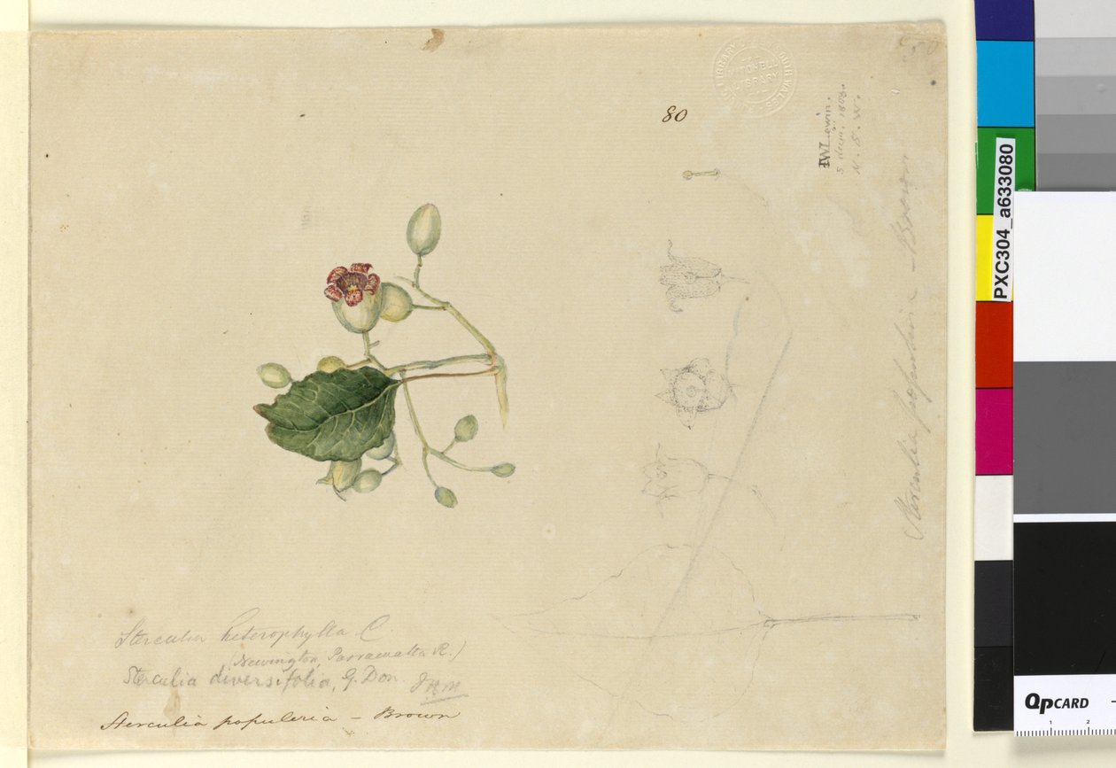 Strona 80. Sterculia diversifolia, c.1803-06 (toaleta, długopis, atrament i ołówek) autorstwa John William Lewin