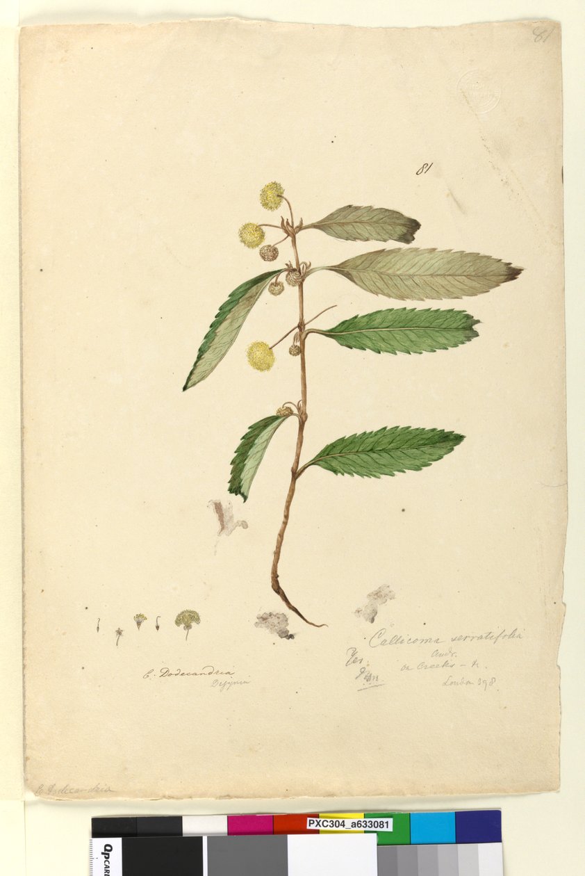Strona 81. Callicoma serratifolia, c.1803-06 (toaleta, długopis, atrament i ołówek) autorstwa John William Lewin