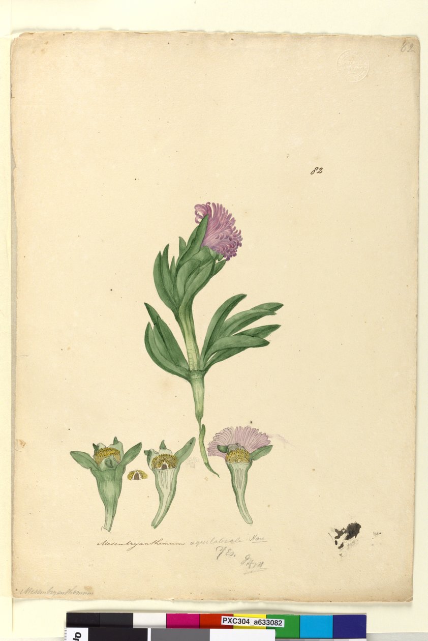 Strona 82. Mesembryanthemum aequilaterale, c.1803-06 (toaleta, długopis, atrament i ołówek) autorstwa John William Lewin