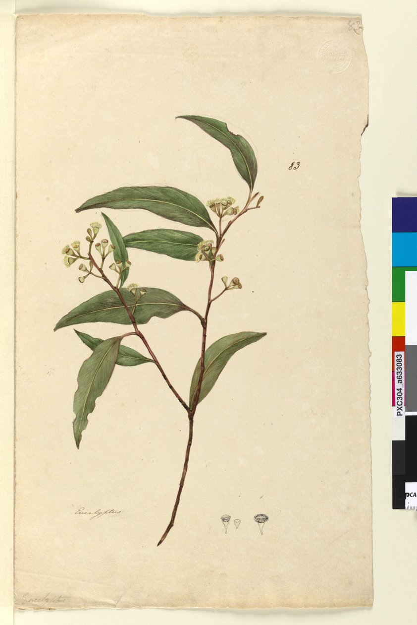 Strona 83. Eukaliptus, ok. 1803-06 (toaleta, długopis, atrament i ołówek) autorstwa John William Lewin