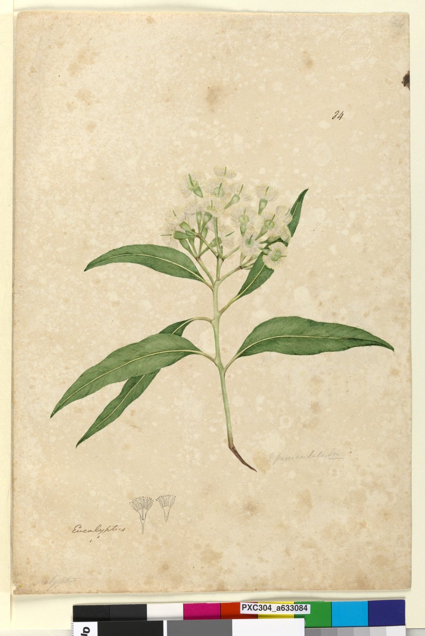 Strona 84. Eucalyptus paniculata, c.1803-06 (toaleta, długopis, atrament i ołówek) autorstwa John William Lewin