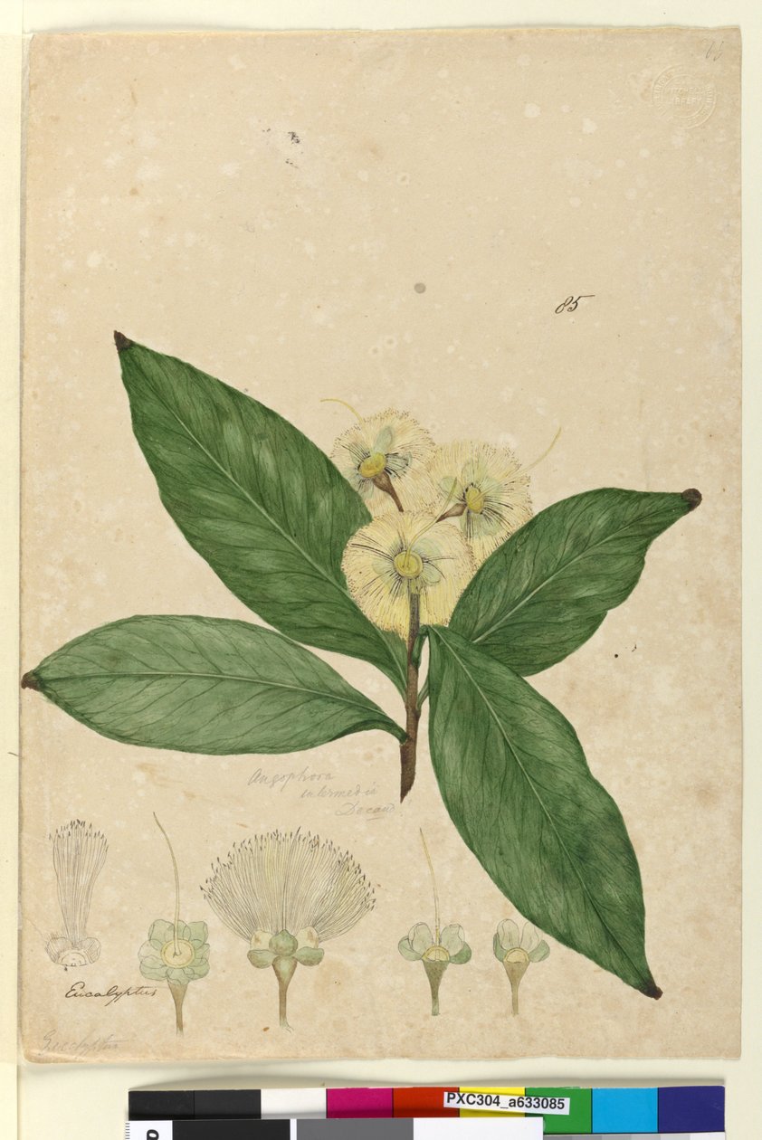 Strona 85. Angophora intermedia, c.1803-06 (toaleta, długopis, atrament i ołówek) autorstwa John William Lewin