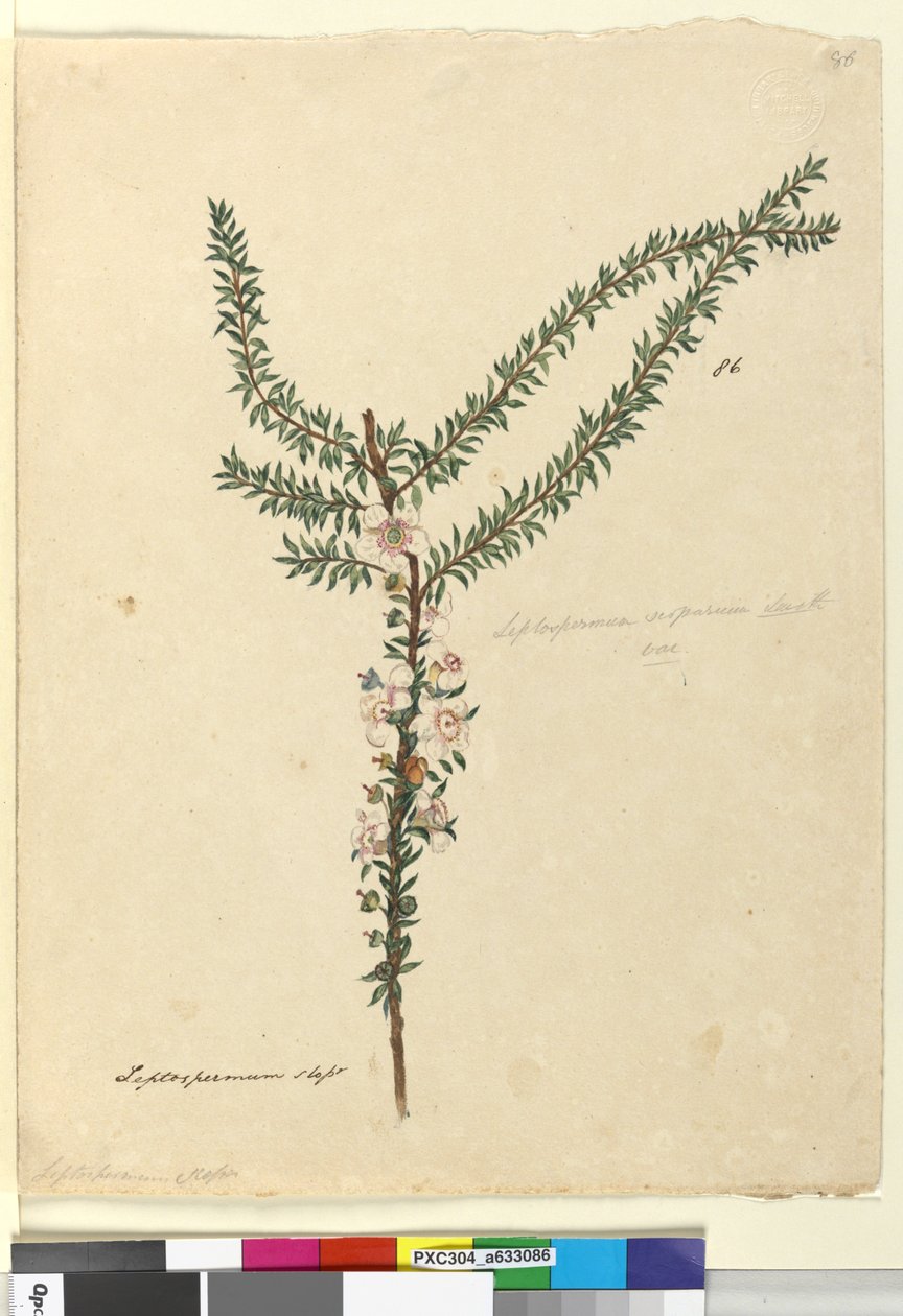 Strona 86. Leptospermum scoparium, c.1803-06 (toaleta, długopis, atrament i ołówek) autorstwa John William Lewin