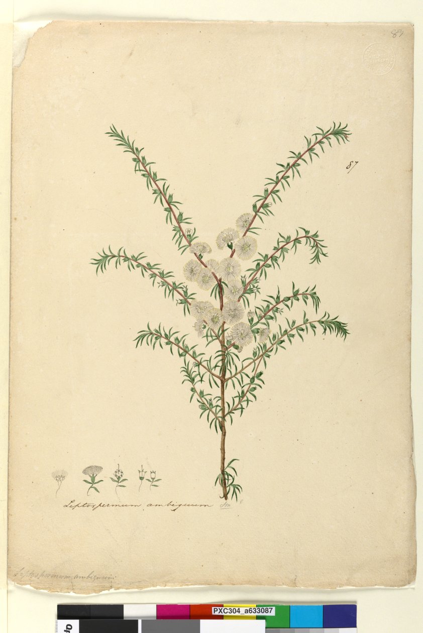 Strona 87. Leptospermum ambiguum, c.1803-06 (toaleta, długopis, atrament i ołówek) autorstwa John William Lewin