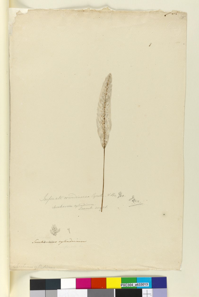 Strona 8. Imperata arundinacea syn. Saccharum cylindricum, c.1803-06 (toaleta, długopis, atrament i ołówek) autorstwa John William Lewin