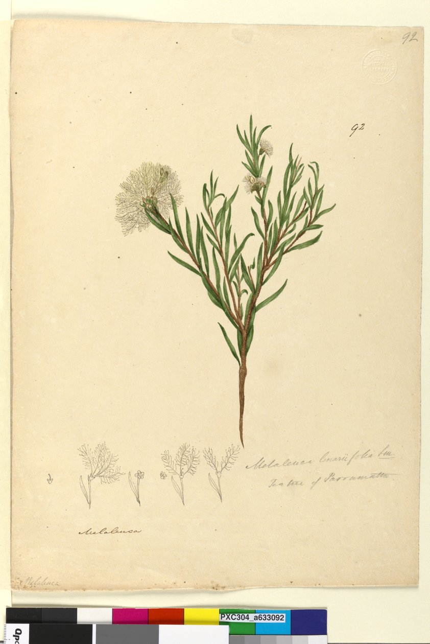 Strona 92. Melaleuca linariifolia, c.1803-06 (toaleta, długopis, atrament i ołówek) autorstwa John William Lewin