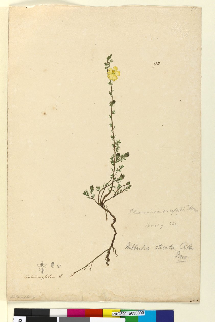 Strona 93. Hibbertia stricta, c.1803-06 (toaleta, długopis, atrament i ołówek) autorstwa John William Lewin
