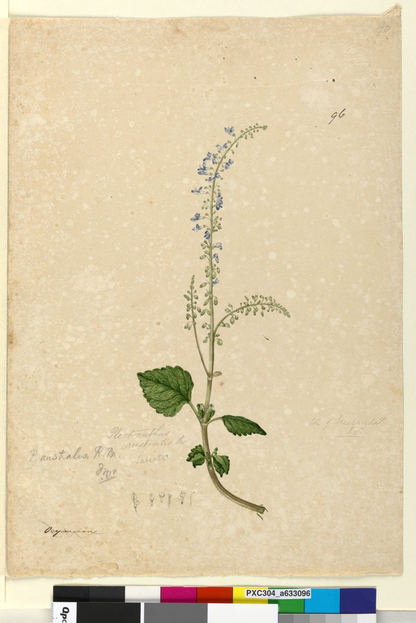 Strona 96. Plectranthus australis, c.1803-06 (toaleta, długopis, atrament i ołówek) autorstwa John William Lewin