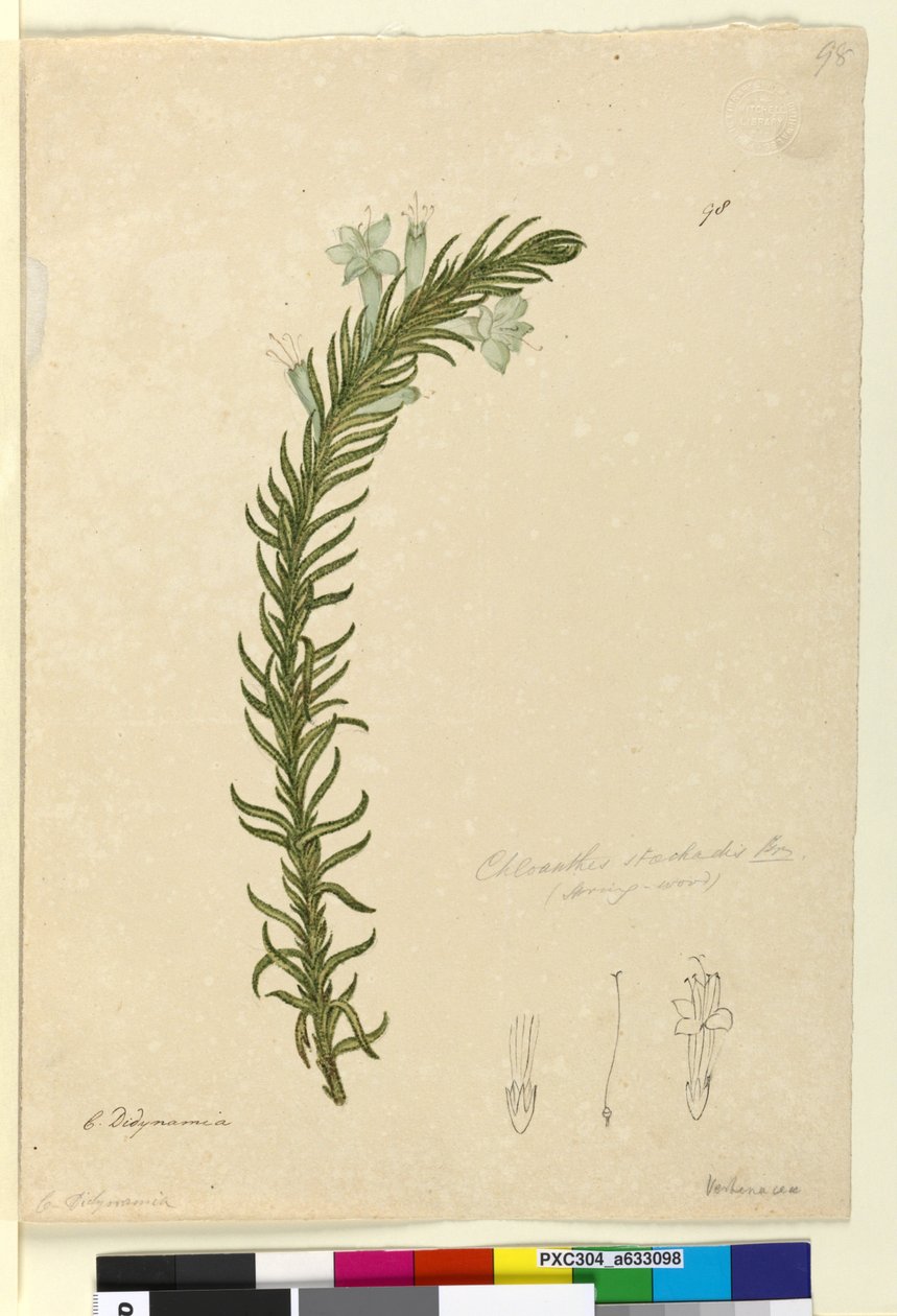 Strona 98. Chloanthes stoechadis, c.1803-06 (toaleta, długopis, atrament i ołówek) autorstwa John William Lewin