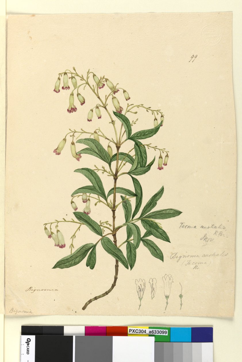 Strona 99. Bignonia australisPandorea pandorana, c.1803-06 (toaleta, długopis, tusz i ołówek) autorstwa John William Lewin