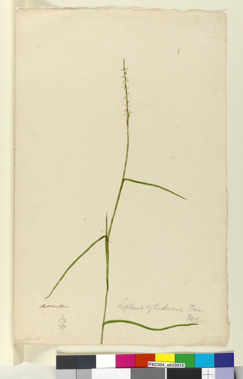 Strona 9. Lepturus cylindricus, ok. 1803-06 (toaleta, długopis, atrament i ołówek) autorstwa John William Lewin