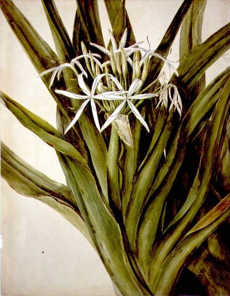 Lilia Murraya, crinum pedunculatum autorstwa John William Lewin