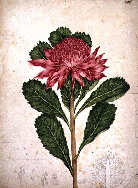 Waratah, telopea speciosissima autorstwa John William Lewin