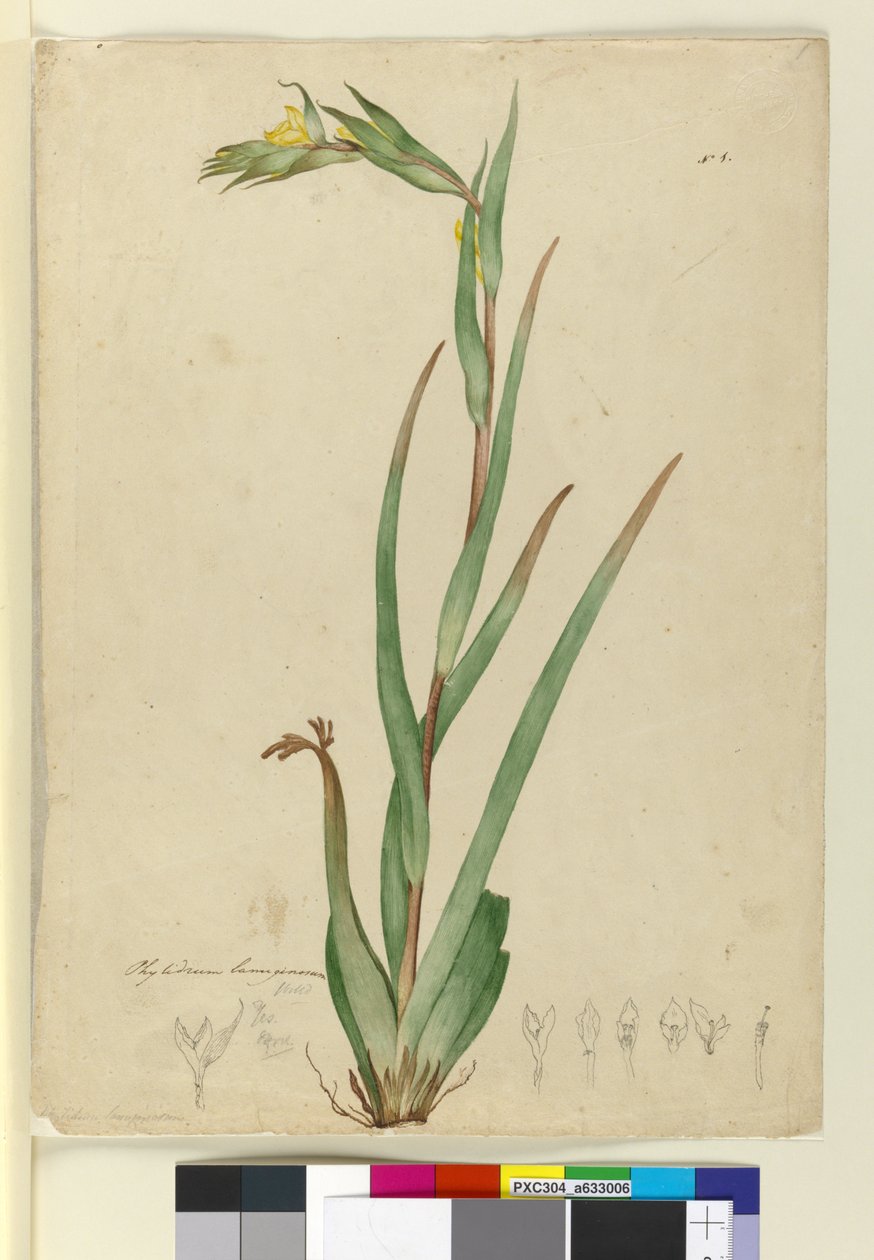 l. Phylidrum lanuginosum, c.1803-06 (toaleta, długopis, atrament i ołówek) autorstwa John William Lewin