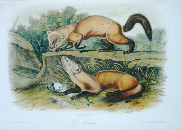 Kuna sosnowa, tablica 138 z czworonogów Ameryki Północnej, grawerowana przez W.E. Hitchcock (kolor lito) autorstwa John Woodhouse (after) Audubon