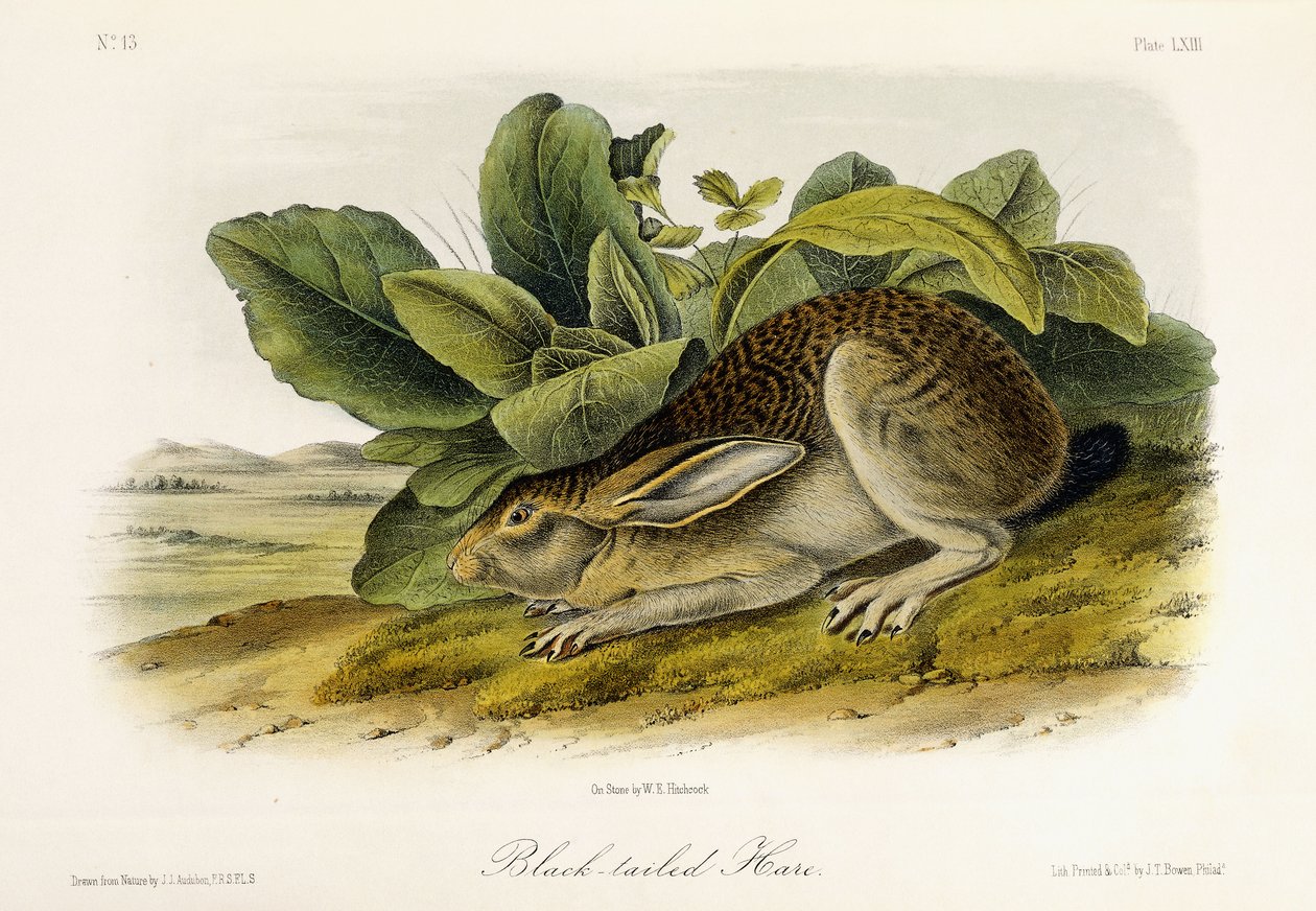 Zając czarnoogoniasty, ok. 1849-1854 autorstwa John Woodhouse Audubon