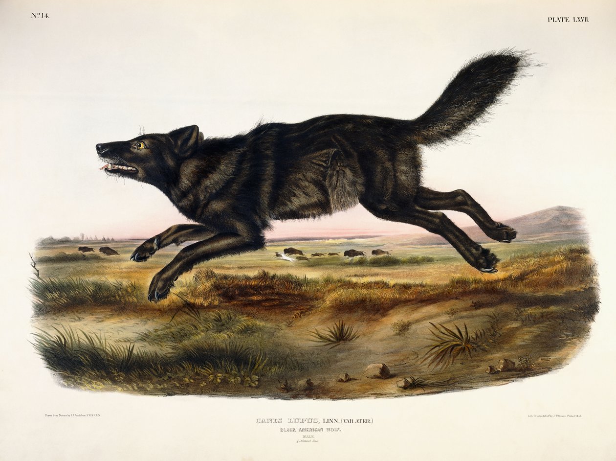 Czarny Wilk Amerykański, Samiec, 1845 autorstwa John Woodhouse Audubon