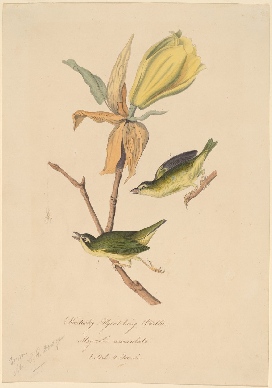 Pokrzewka Kentucky łapiąca muchy autorstwa John Woodhouse Audubon