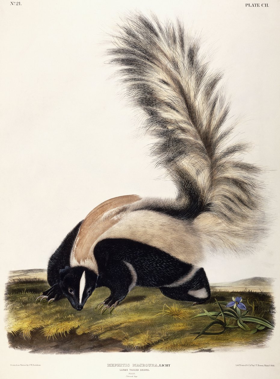 Duży ogoniasty skunks, 1846 autorstwa John Woodhouse Audubon