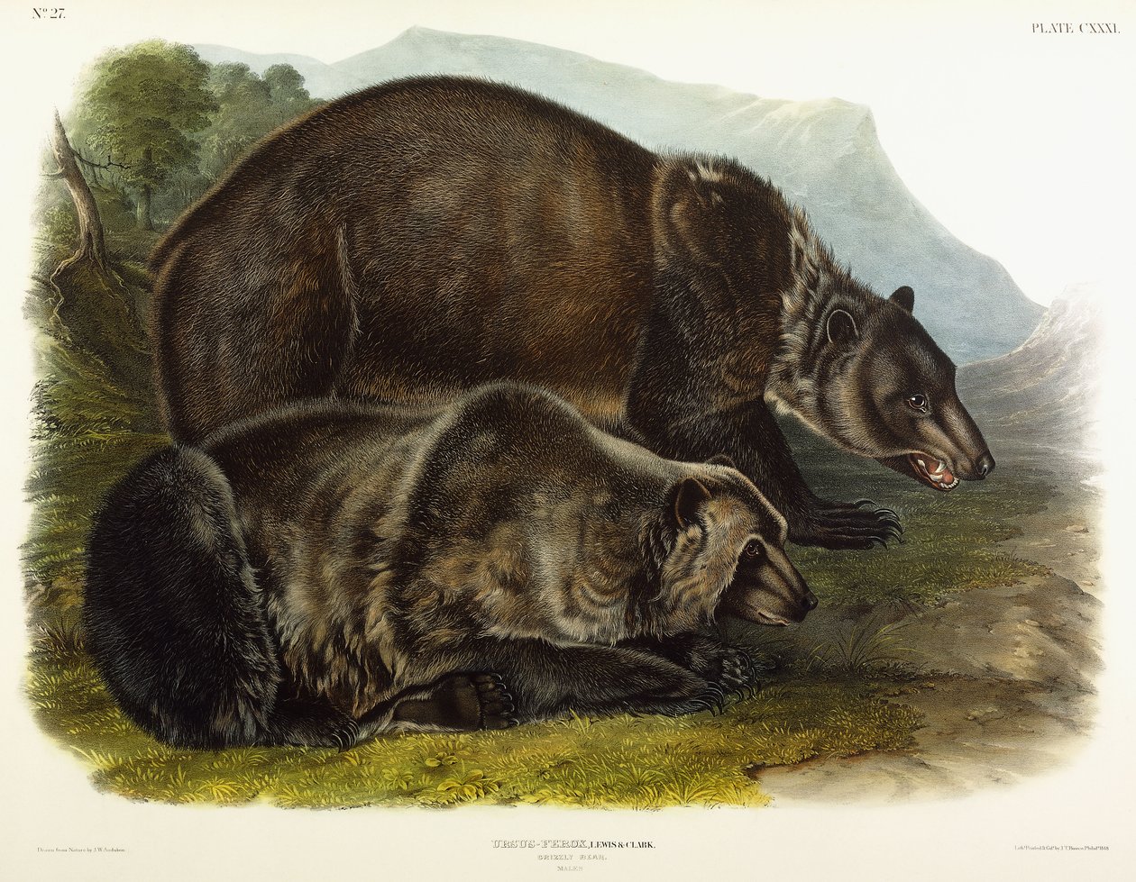Samiec niedźwiedzia grizzly, 1848 autorstwa John Woodhouse Audubon